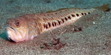 17482259571025089138