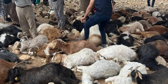Şırnak’ta Yıldırım Felaketi: 99 Küçükbaş Hayvan Hayatını Kaybetti