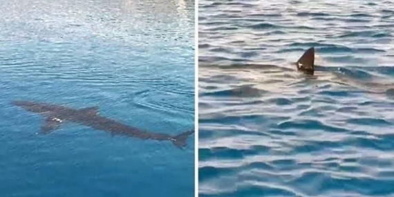 Gökova’da Köpek Balığı Görüldü: Uzman Açıklaması…